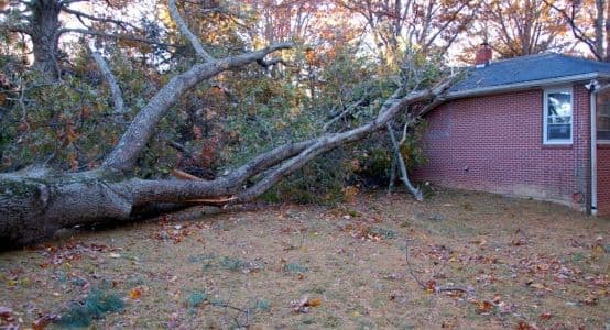Roof Damage From Trees